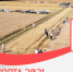 В Ленинградской области прошел «День сорта – 2021» - Всеволожские вести онлайн