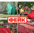  Всеволожцев приглашают на фейковый фестиваль - Всеволожские вести онлайн
